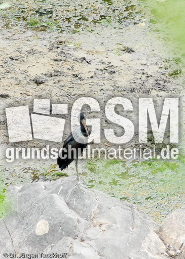 Mohrenklaffschnabel (1 von 2).jpg